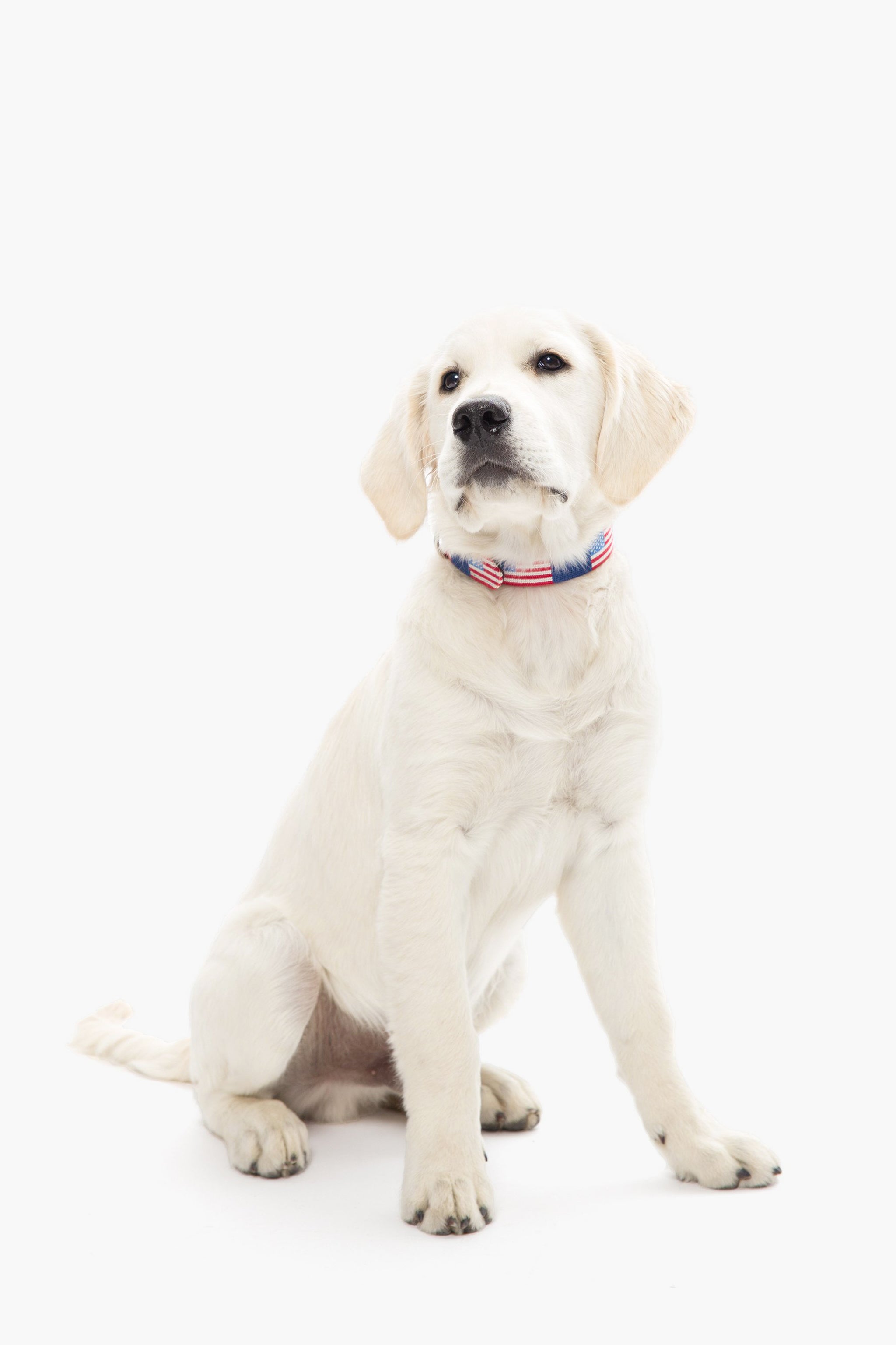 American Flag Needlepoint Dog Collar-Get Girly