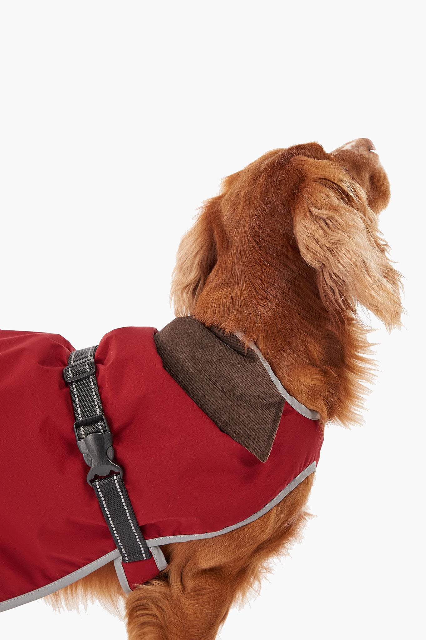 Monmouth Waterproof Dog Coat-Get Girly