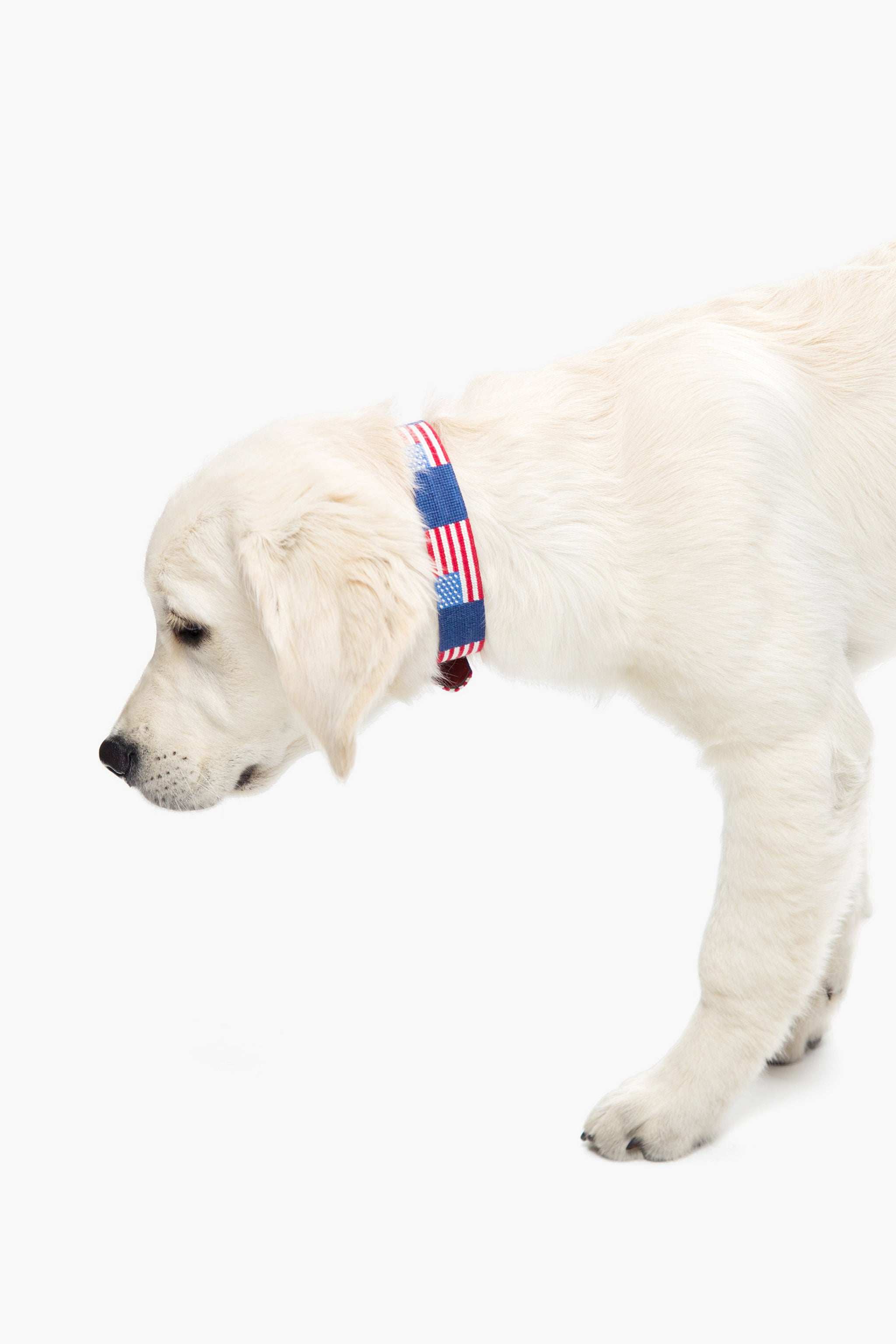 American Flag Needlepoint Dog Collar-Get Girly