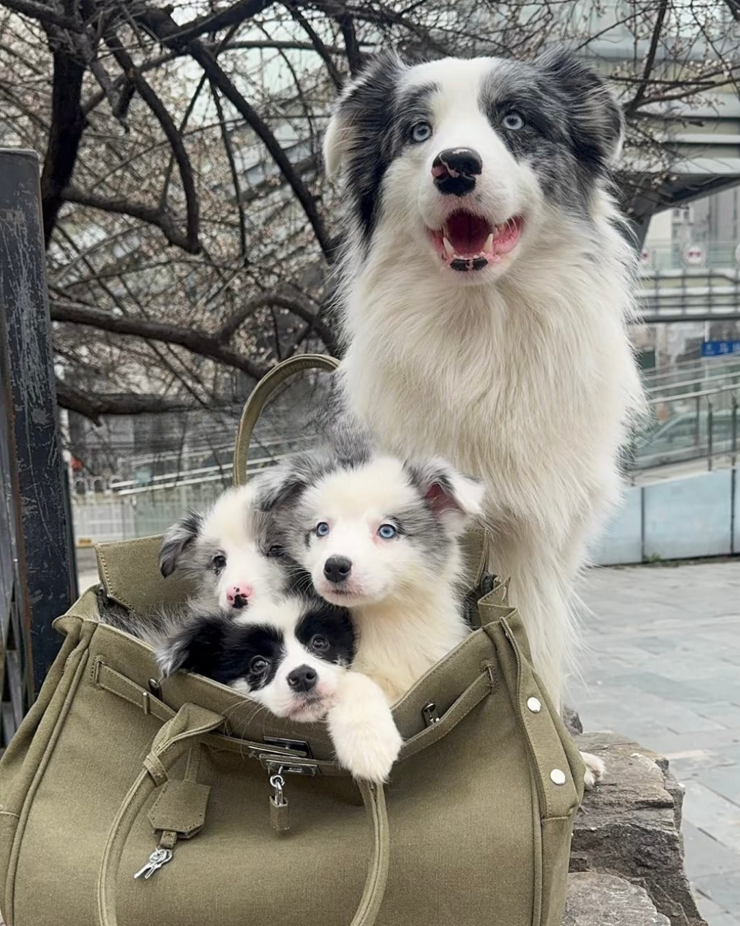 The Barkin Pet Carrier