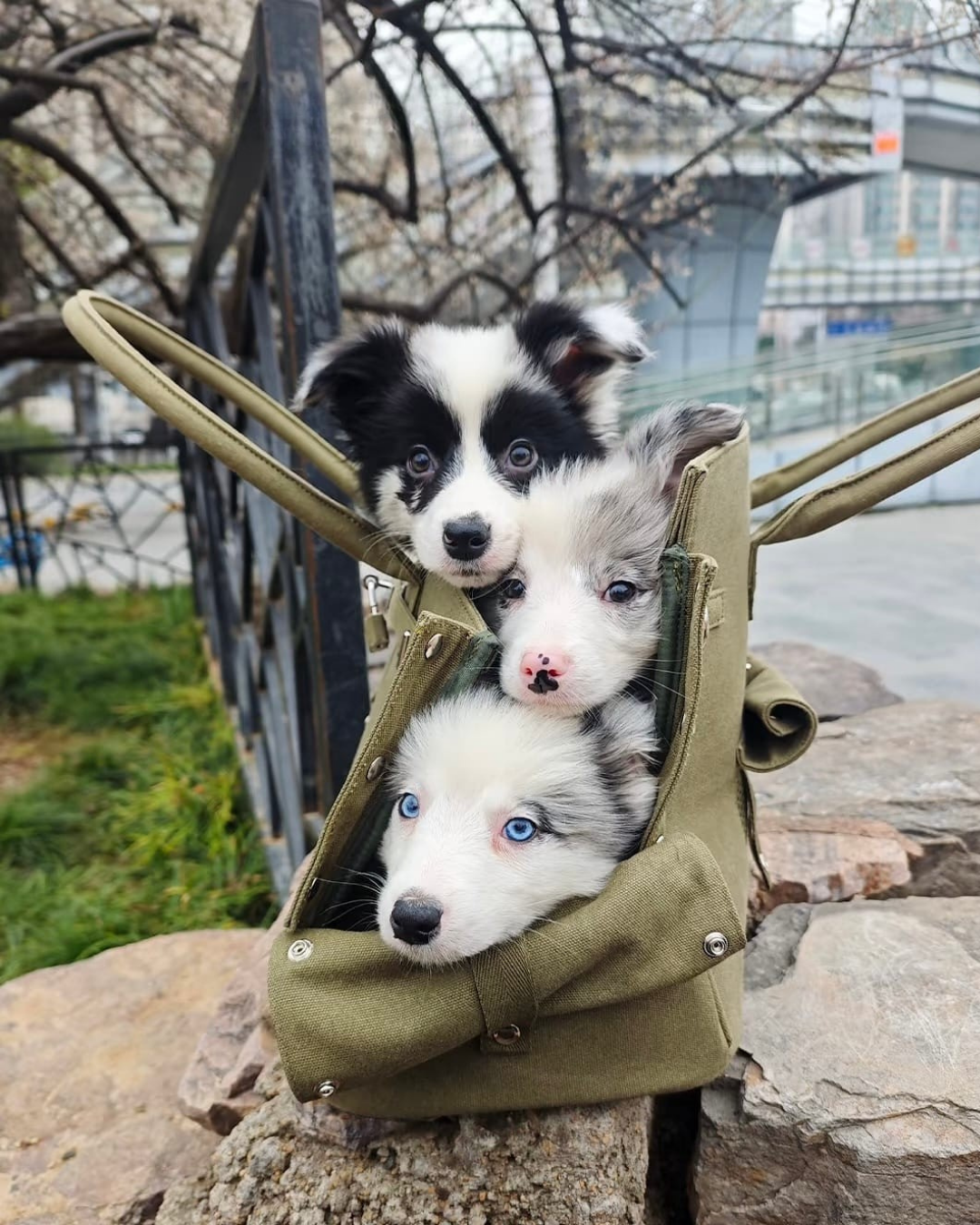 The Barkin Pet Carrier
