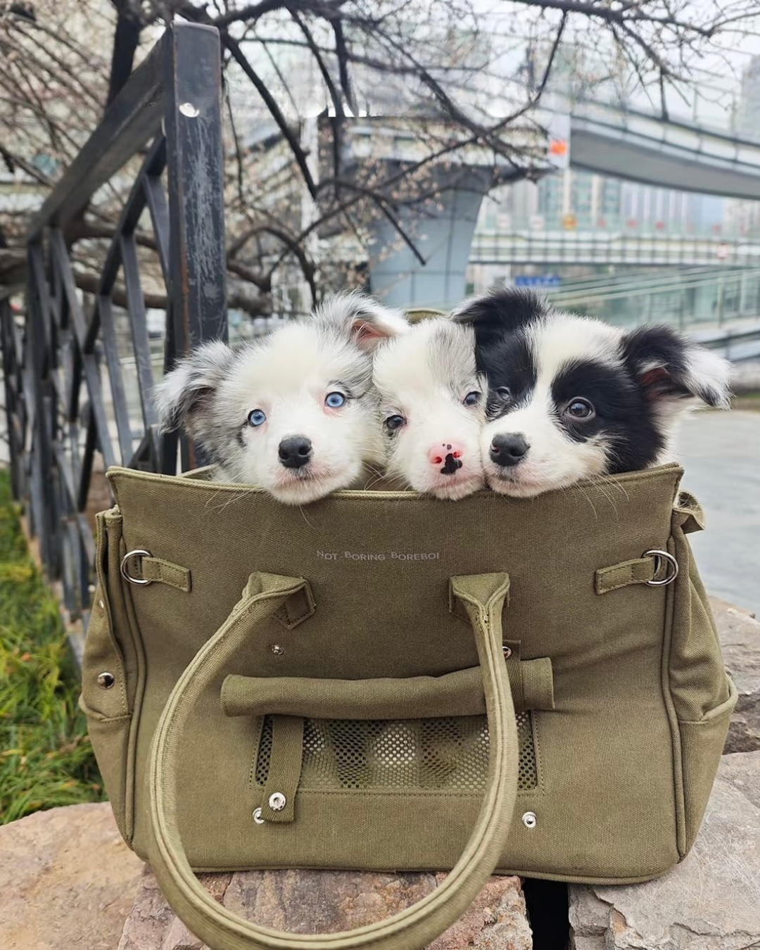 The Barkin Pet Carrier