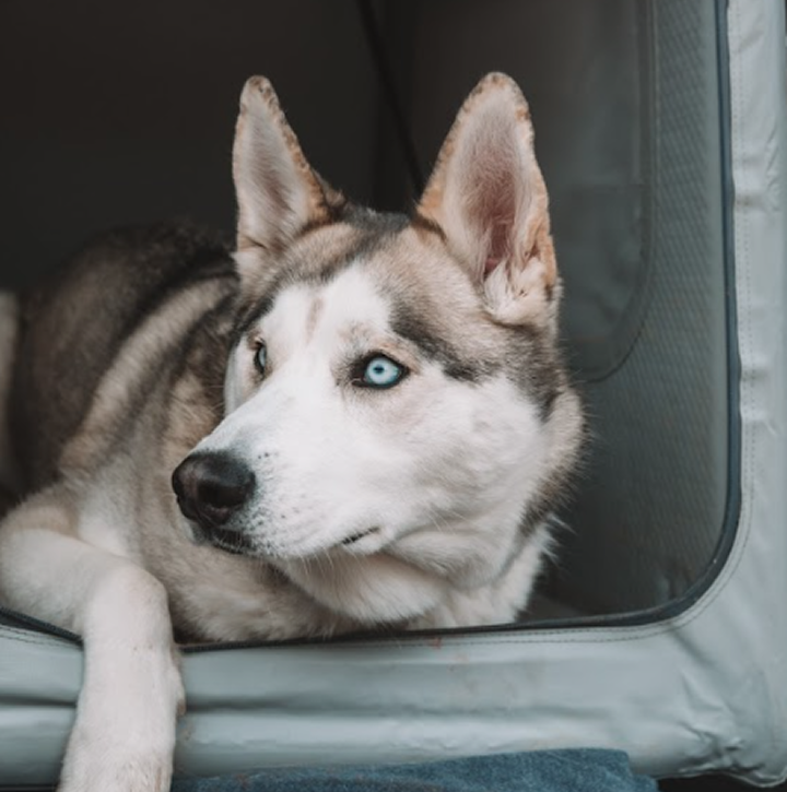Enventur Inflatable Travel Kennel