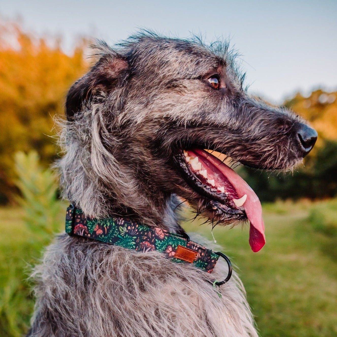 Enchanted Collar