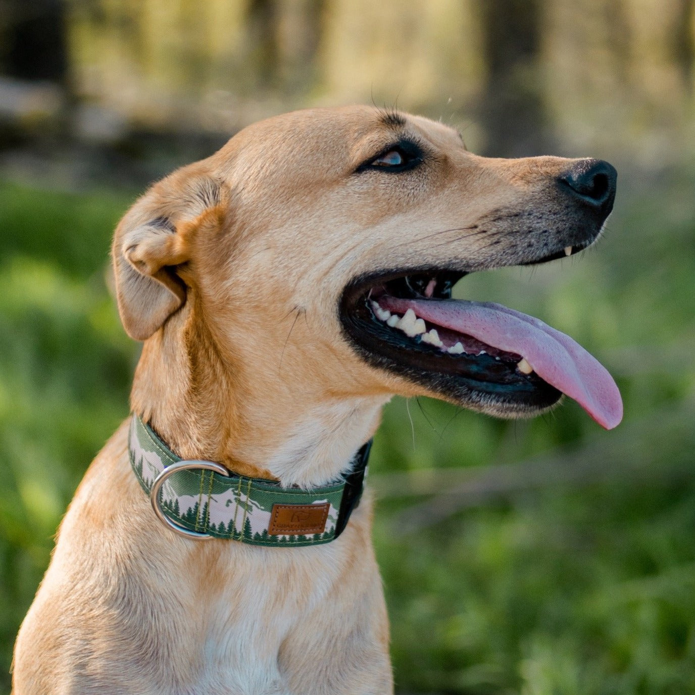 Juniper Mountain Collar