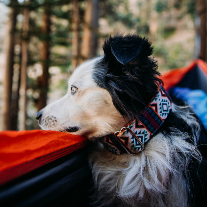 Painted Hills Collar