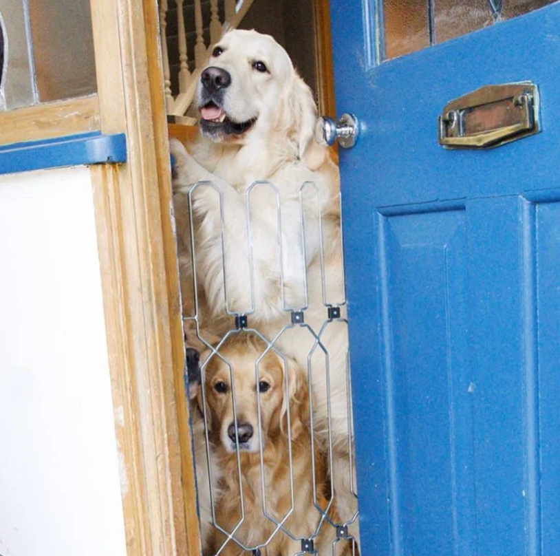 Ruannuan Front Doors for dogs