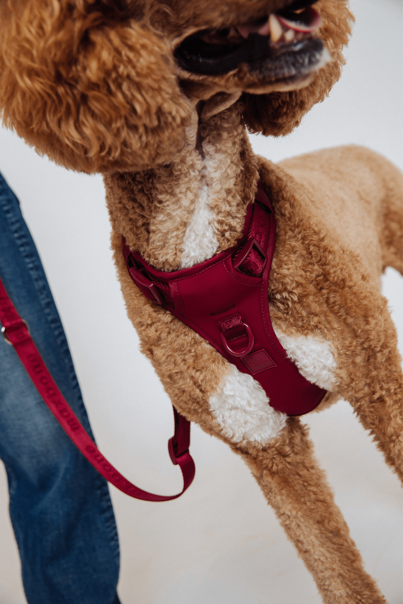 Go! With Ease Leash Bundle
