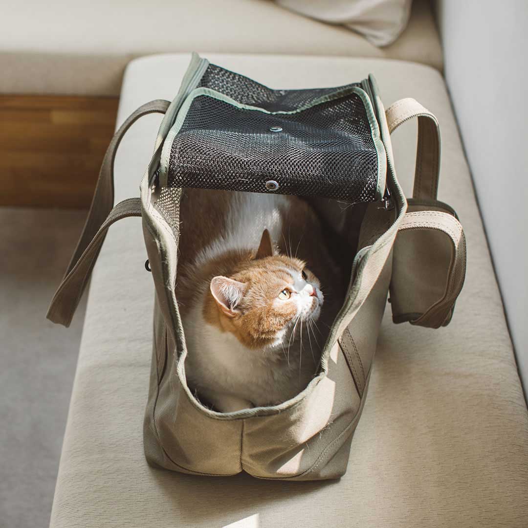Square Tote Pet Carry Bag