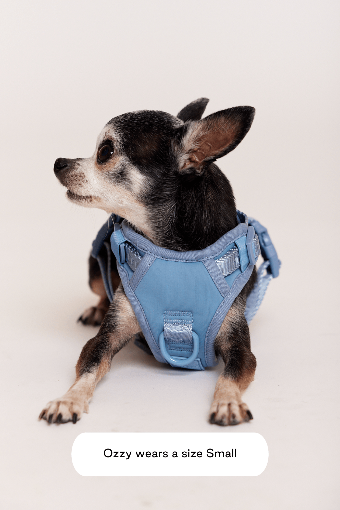 Go! With Ease Leash Bundle