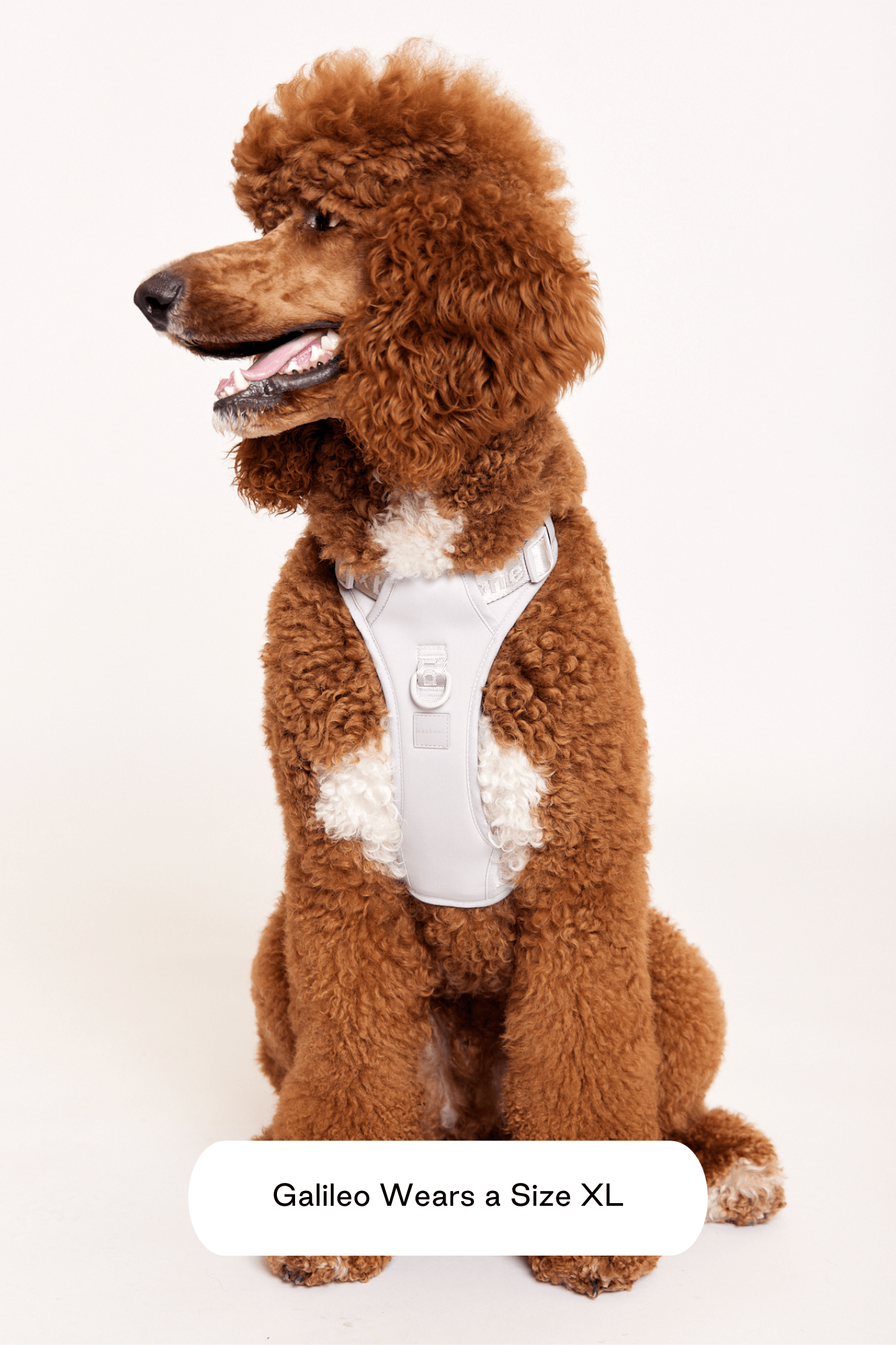 Go! With Ease Leash Bundle