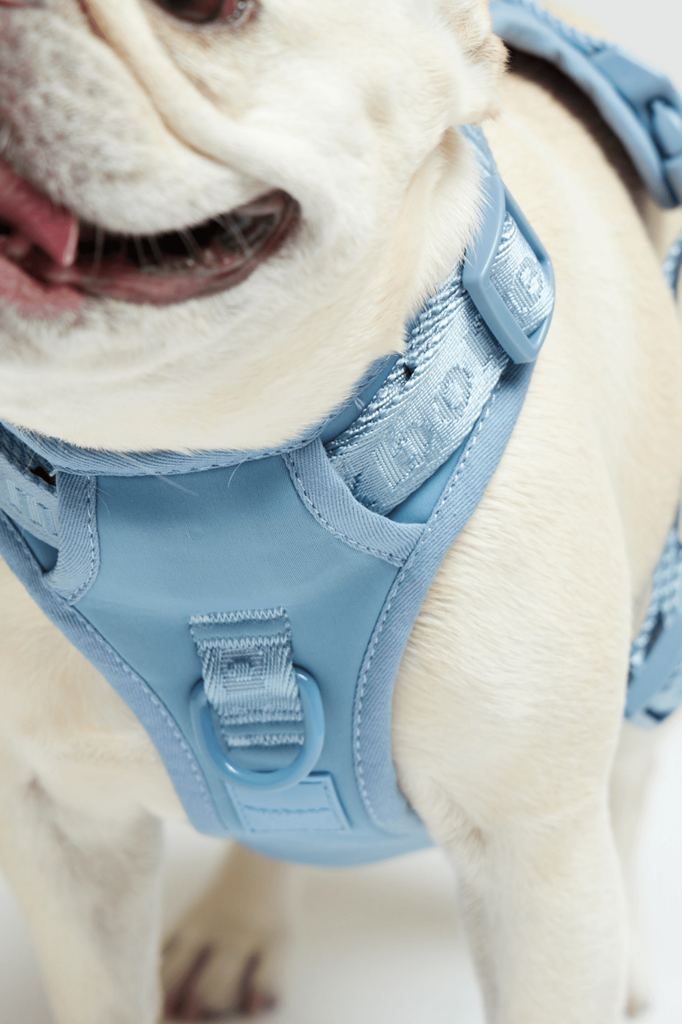 Go! With Ease Leash Bundle