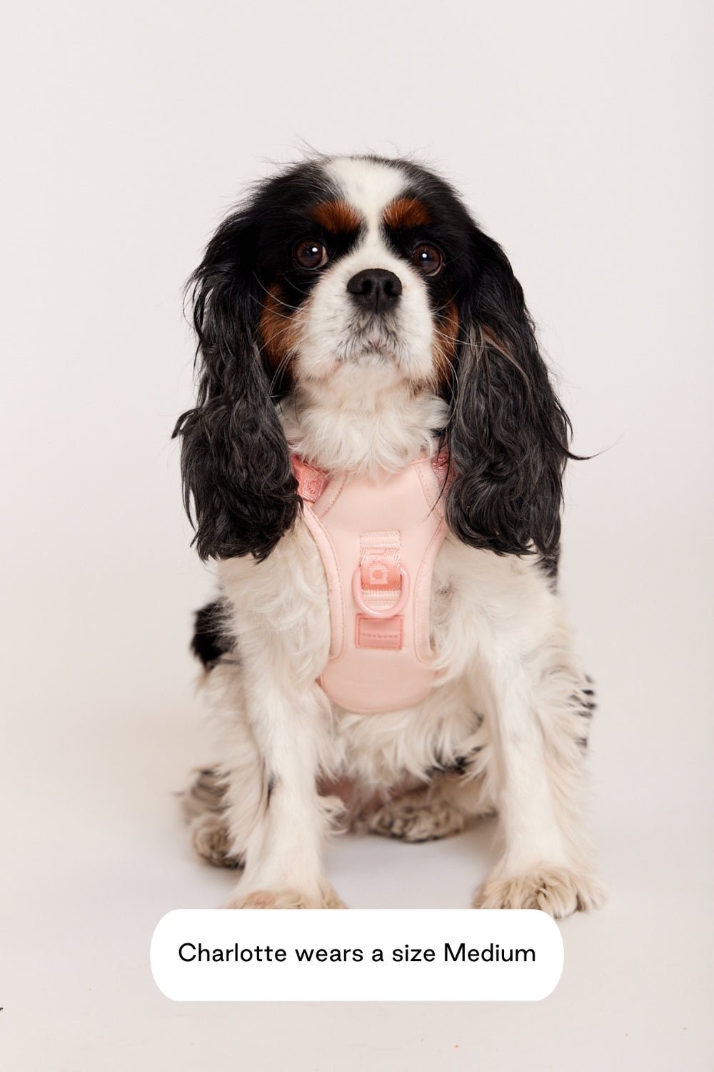 Go! With Ease Leash Bundle