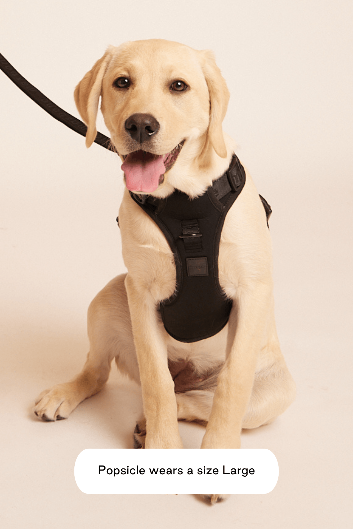 Go! With Ease Leash Bundle