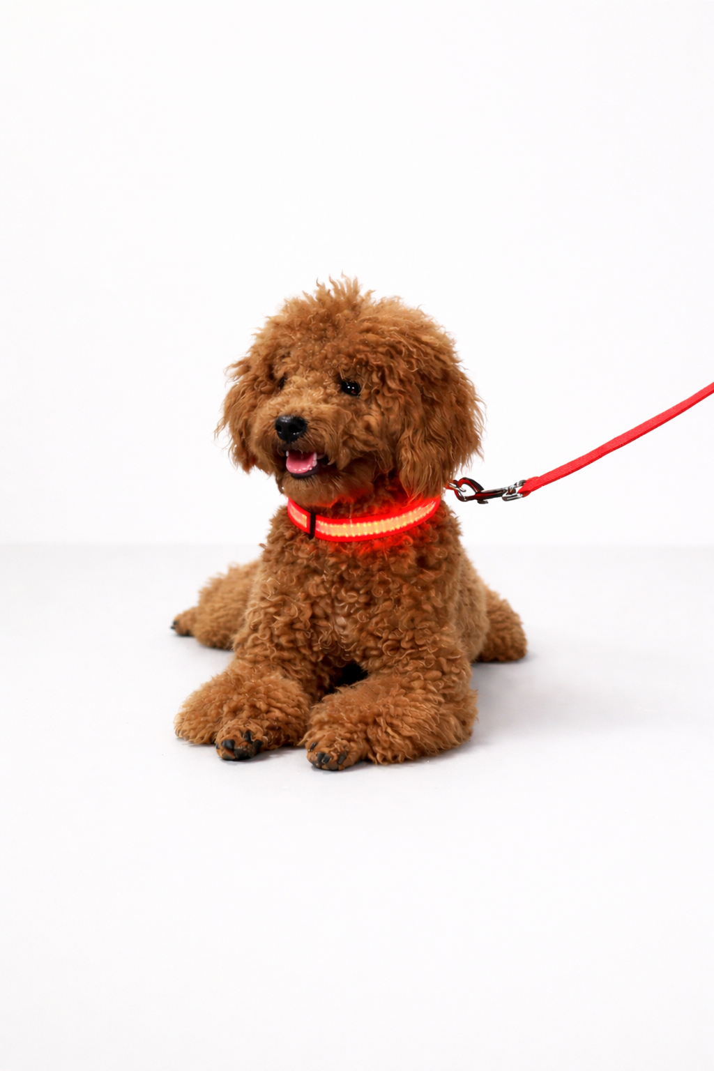 LED Safety Dog Collar – High Visibility Night Collar for Dogs