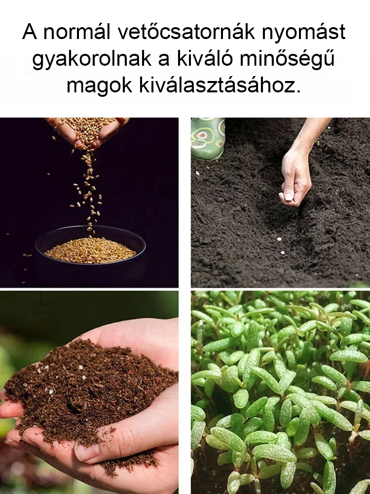 Több mint 300 napon át virágzik, Pár ágat vázába téve fél hónapig illatozik – a mindennapi fáradtságot is elűzi. 🌸