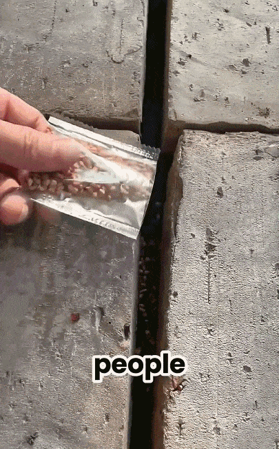 5-1b4012b47575a04e962ea705c6b550ec.gif