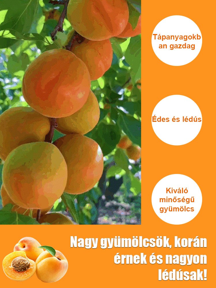✅Magyar Mezőgazdasági Minisztérium ajánlja，Egyszerű ültetés, Nincs szükség műtrágyára, 🌱túlélési arány 99%