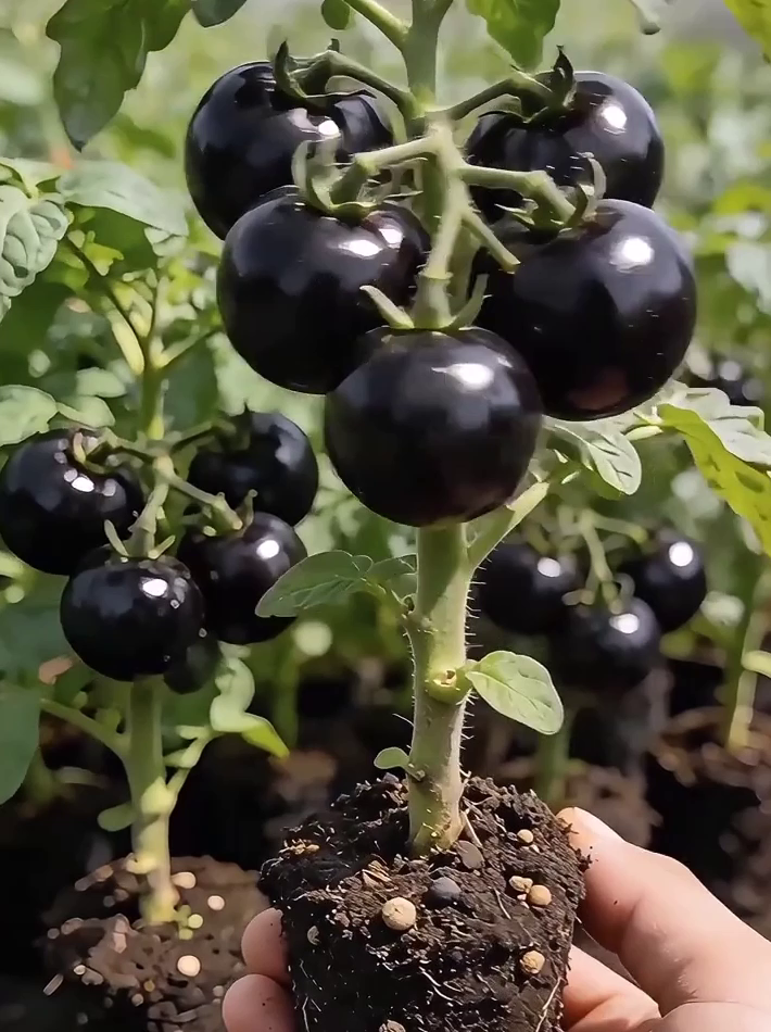 ✨A Nemzeti Agrártudományi Akadémia legújabb fejlesztése.🌱45 nap alatt termő, erkélyen is termeszthető, Elképesztő hozamok