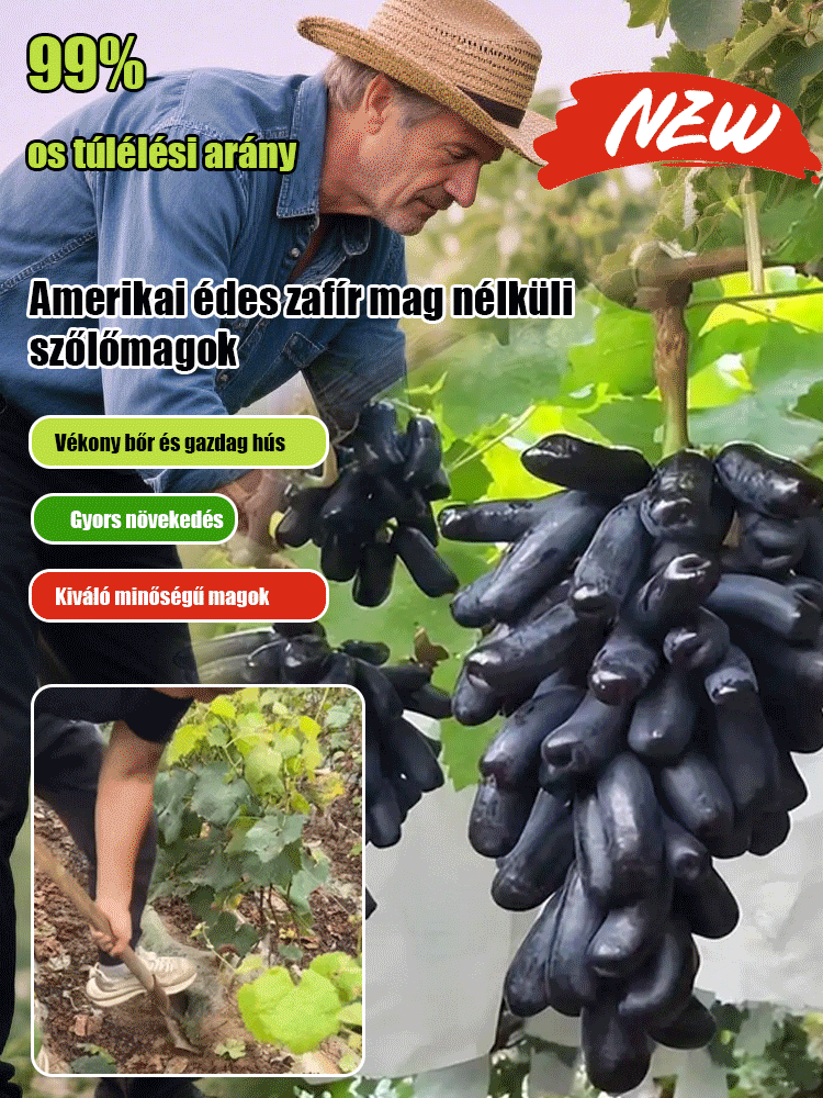 TermészetÍze，FrissGyümölcs，Mag nélküli vörös szak boraromával，Túlélési arány 99,9%