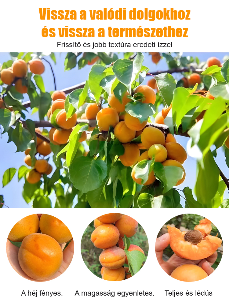 ✅Magyar Mezőgazdasági Minisztérium ajánlja，Egyszerű ültetés, Nincs szükség műtrágyára, 🌱túlélési arány 99%
