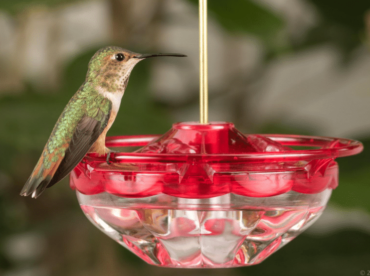 Aspects Rose HummBlossom With Perch