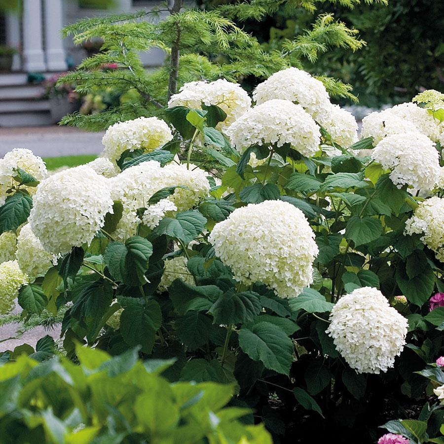 🌈Hydrangea Seeds - Beautiful and Hardy Perennial Seeds for Your Garden