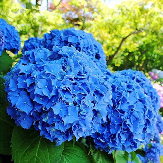🌈Hydrangea Seeds - Beautiful and Hardy Perennial Seeds for Your Garden
