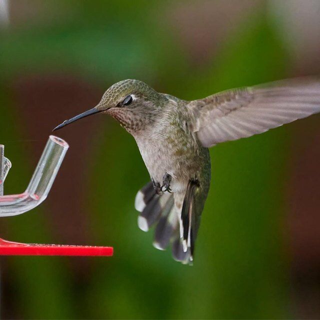 Hummingbird Feeder - Buy 2 Give Free Cleaning Brush and Hook