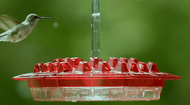 Hummingbird Feeder With Perch And Built-in Ant Moat