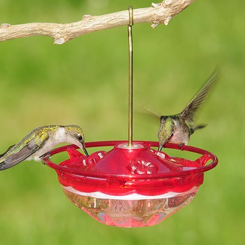 Aspects Rose HummBlossom With Perch