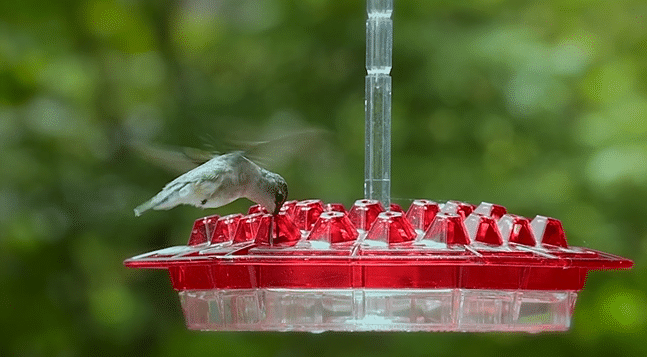 Hummingbird Feeder With Perch And Built-in Ant Moat
