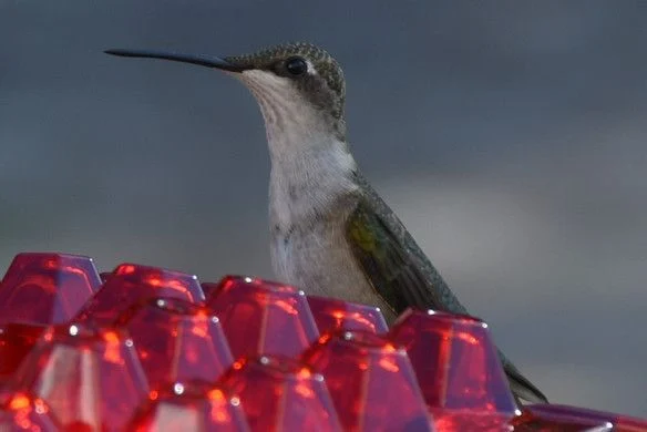 Hummingbird Feeder With Perch And Built-in Ant Moat