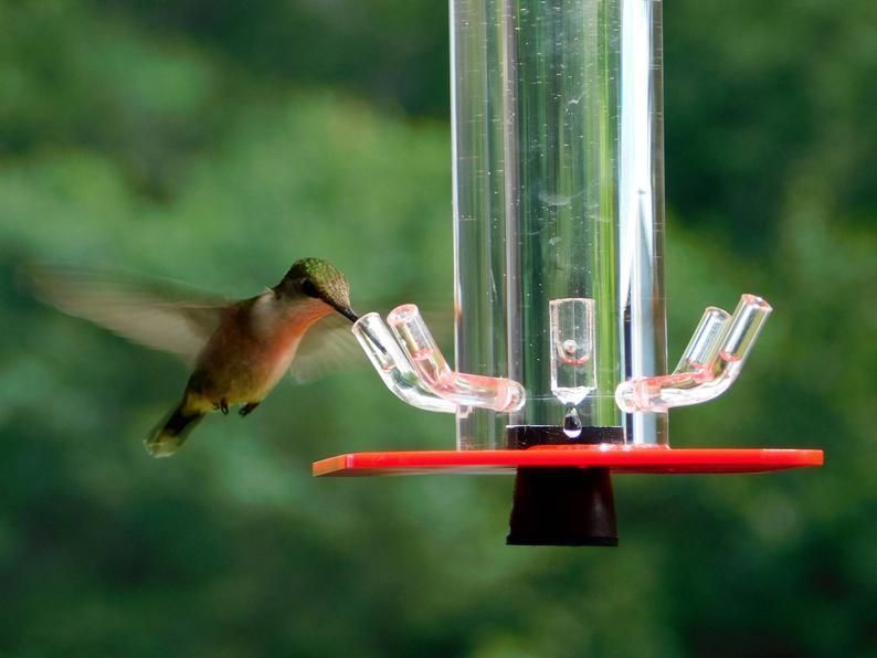Hummingbird Feeder - Buy 2 Give Free Cleaning Brush and Hook