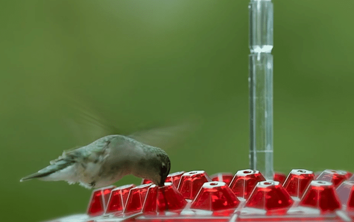 Hummingbird Feeder With Perch And Built-in Ant Moat