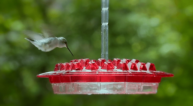 Hummingbird Feeder With Perch And Built-in Ant Moat