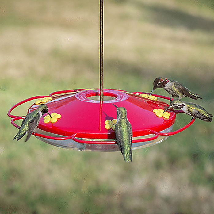 Hummingbird Feeder With Perch And Built-in Ant Moat