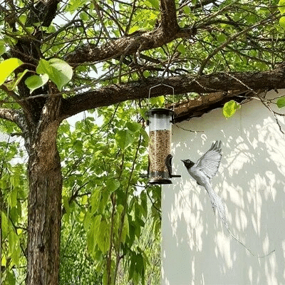 Squirrel-Proof Bird Feeder
