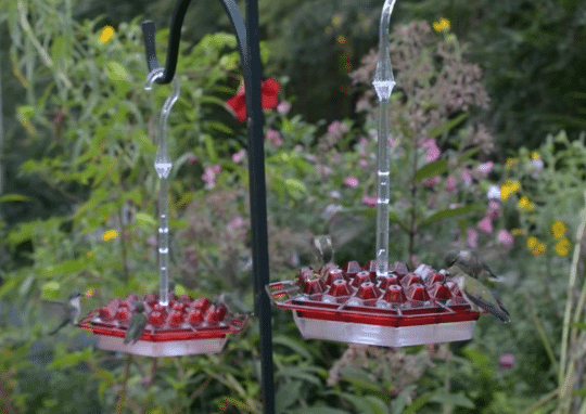 Hummingbird Feeder With Perch And Built-in Ant Moat