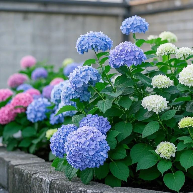 Hydrangea Seed: Unlock Nature's Beauty