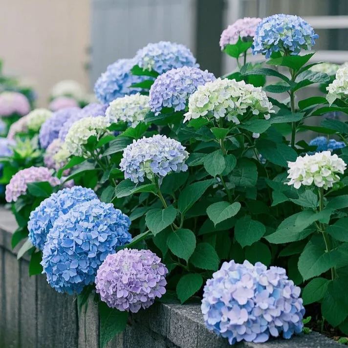 Hydrangea Seed: Unlock Nature's Beauty