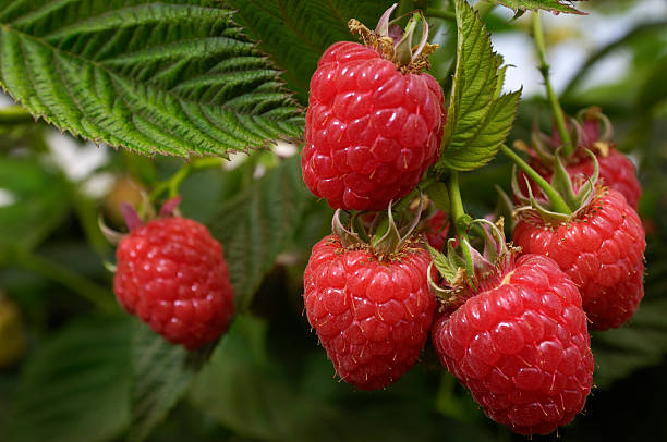 🍓 Graines de framboises rouges – sucrées et faciles à cultiver