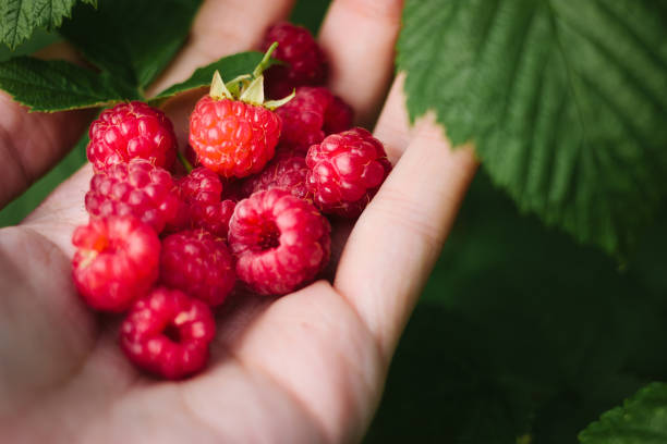 🍓 Graines de framboises rouges – sucrées et faciles à cultiver