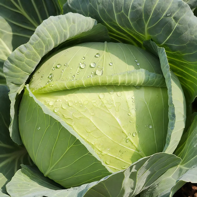 🥬🌱 Graines fraîches de chou vert – cultivez votre récolte croquante et sucrée !