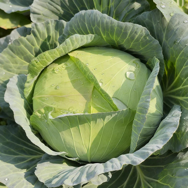 🥬🌱 Graines fraîches de chou vert – cultivez votre récolte croquante et sucrée !