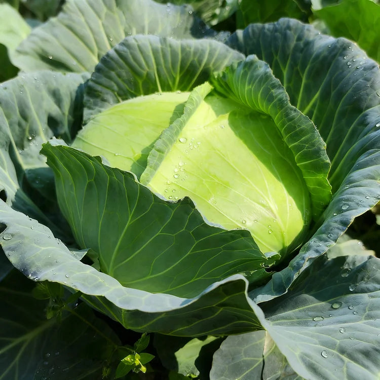 🥬🌱 Graines fraîches de chou vert – cultivez votre récolte croquante et sucrée !