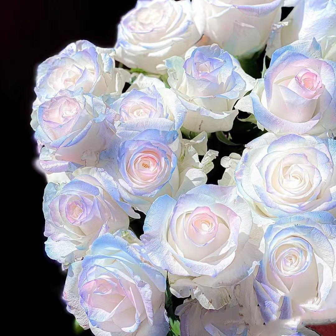 🌹 Graines rares de roses multicolores — Faites fleurir le jardin de vos rêves