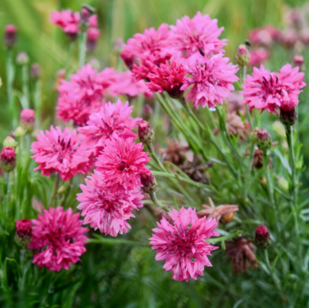 Nasiona chabra „Blue Boy” – łatwe w uprawie, piękne kwiaty do ogrodu