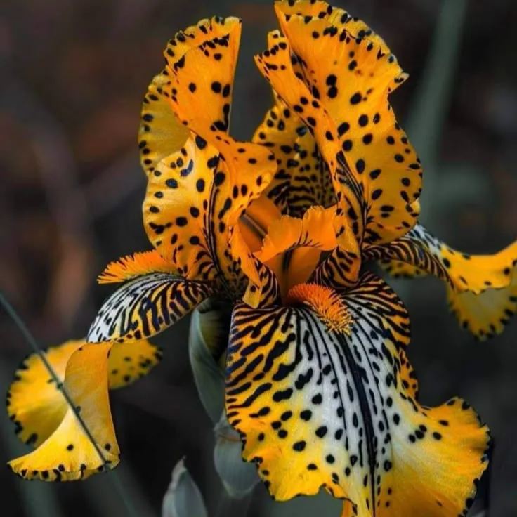 Amber Glow-Rare Iris Bulbs⚜️