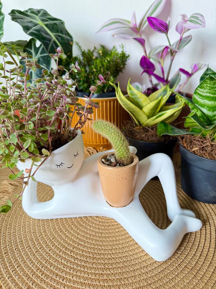 Lazy Guy Planter – Funniest Desk Decor 🌿😎